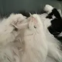 野池 /Angieのプロフィール画像