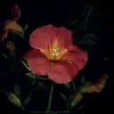 yotsuba 海外ネイル✨🌷のプロフィール画像