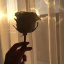 lys ユラのプロフィール画像