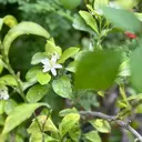 N Ꮇのプロフィール画像