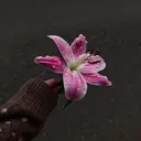 col_ hinaのプロフィール画像