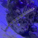 MAQUIA山形店 梅津のプロフィール画像