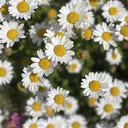 カラーモデル募集中 🦋ハナ🦋のプロフィール画像