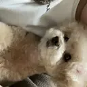 本多 有梨華のプロフィール画像