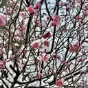 こばやし さやかのプロフィール画像