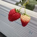 セプトネイル すずかのプロフィール画像