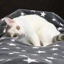 eyelash/ Coaのプロフィール画像