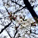 静野 シズノのプロフィール画像