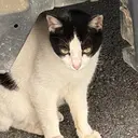 テスト ホシノのプロフィール画像