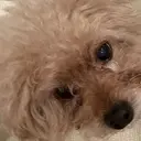 fixlash 京橋 佐藤のプロフィール画像