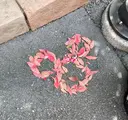 Sakurablow 大槻のプロフィール画像