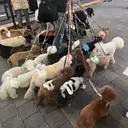 ブリーチなしWカラー /赤み消し/トモキのプロフィール画像