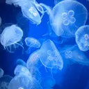 M Soa.のプロフィール画像