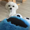 相川 楓花のプロフィール画像