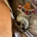 フルタニ ゴウジのプロフィール画像