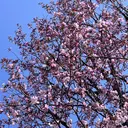 CHIHIRO 🎀のプロフィール画像