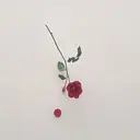 MIYA *のプロフィール画像