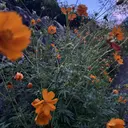 雲の上のヒツジ達 大街道　森田のプロフィール画像