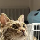 大外 あさりのプロフィール画像