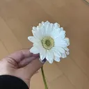 柳田 蒼依のプロフィール画像