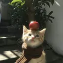 知 世のプロフィール画像