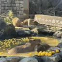 樋田 柚葉のプロフィール画像