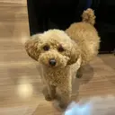 関口 要子のプロフィール画像