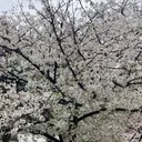 パピヨンロゼ高橋 /カラーモデル募集中のプロフィール画像