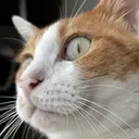 岡崎 美紀のプロフィール画像