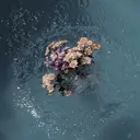 Kirsche🌼 eyeのプロフィール画像