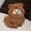 𝐚𝐬𝐚𝐡𝐢 🩶のプロフィール画像