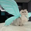 🦩カンナ 🦩のプロフィール画像