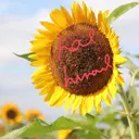 はるひな ねいるのプロフィール画像