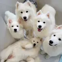 Nana Coのプロフィール画像