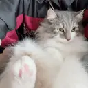 LULU 足立のプロフィール画像