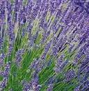 癒し空間 もふもふのプロフィール画像