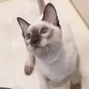 安原 百愛のプロフィール画像