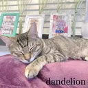 dandelion ダンデライオンのプロフィール画像