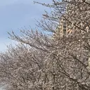 Aoi アオイのプロフィール画像