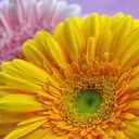 石原 恵子のプロフィール画像