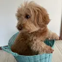 sakurablow キクモトのプロフィール画像