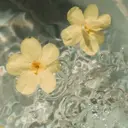 Kudo angelicaのプロフィール画像