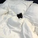 。 。のプロフィール画像