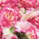 staff kazuのプロフィール画像