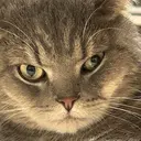 坂井 ツバメのプロフィール画像