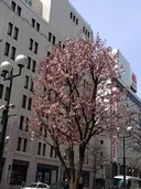 Tstsuji Kanmiのプロフィール画像
