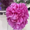 平 りんちゃのプロフィール画像