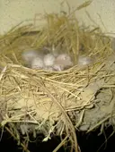 安田 光徳のプロフィール画像