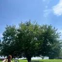 ♥amo ♥まつげパーマのプロフィール画像