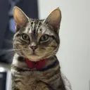 柊野 夢姫のプロフィール画像